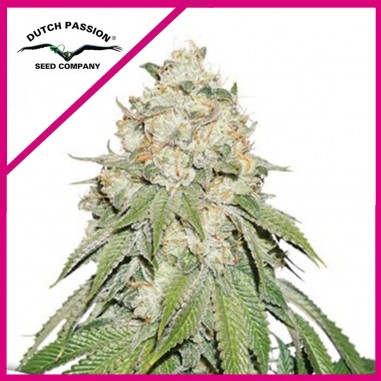 BANANA BLAZE FEM X100-DUTCH PASSION