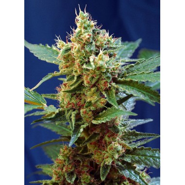 CREAM MANDARINE XL AUTO X100-SWEET SEEDS