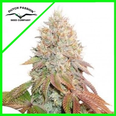 AUTO BANANA BLAZE X100-DUTCH PASSION