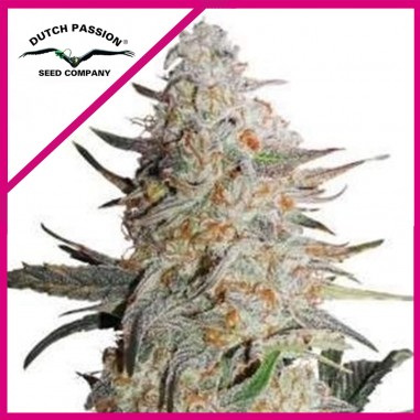 CRITICAL ORANGE PUNCH FEM X100-DUTCH PASSION